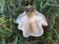 Márványos pereszke (Lepista panaeolus), Budai-hegység